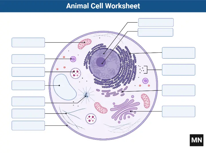 Animal Cell Worksheet