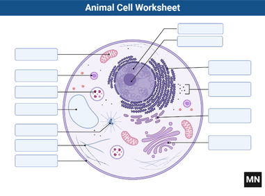 Animal Cell Labeling Worksheet