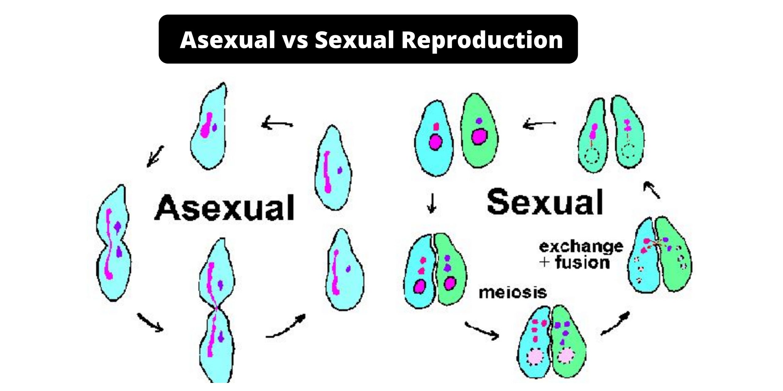 Explain How Asexual Reproduction Like Mitosis Differs From Sexual