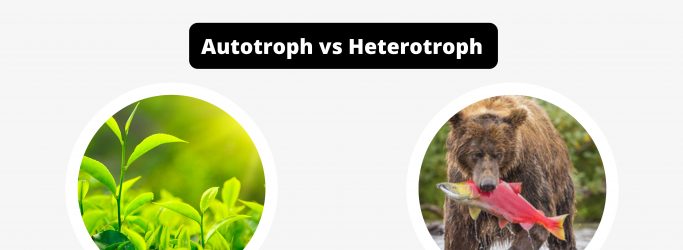 Differences Between Autotroph and Heterotroph