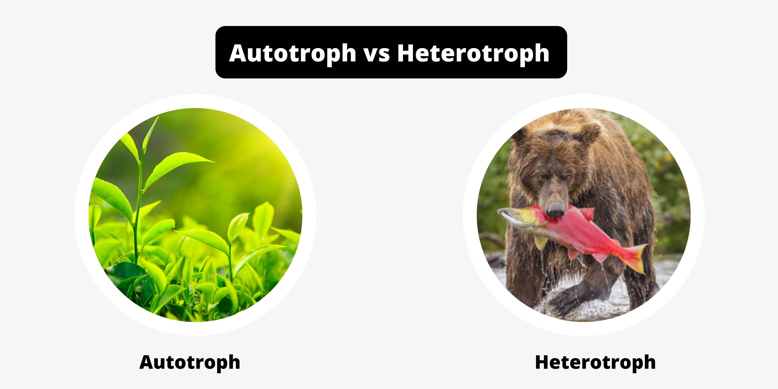 Differences Between Autotroph and Heterotroph