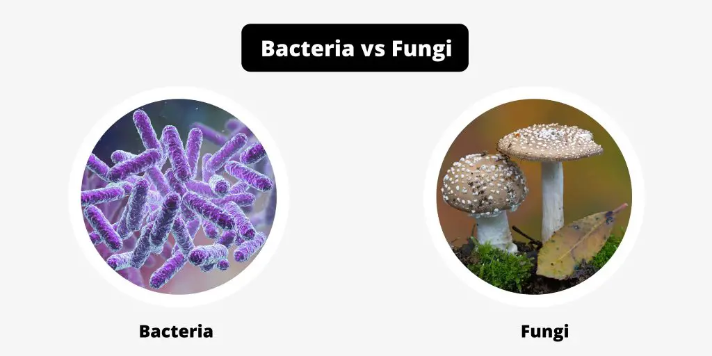 Differences Between Bacteria and Fungi - Bacteria vs Fungi