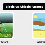 Difference Between Biotic and Abiotic Factors - Biotic vs Abiotic Factors