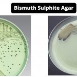 Bismuth Sulphite Agar (BSA) Composition, Principle, Preparation, Results, Uses