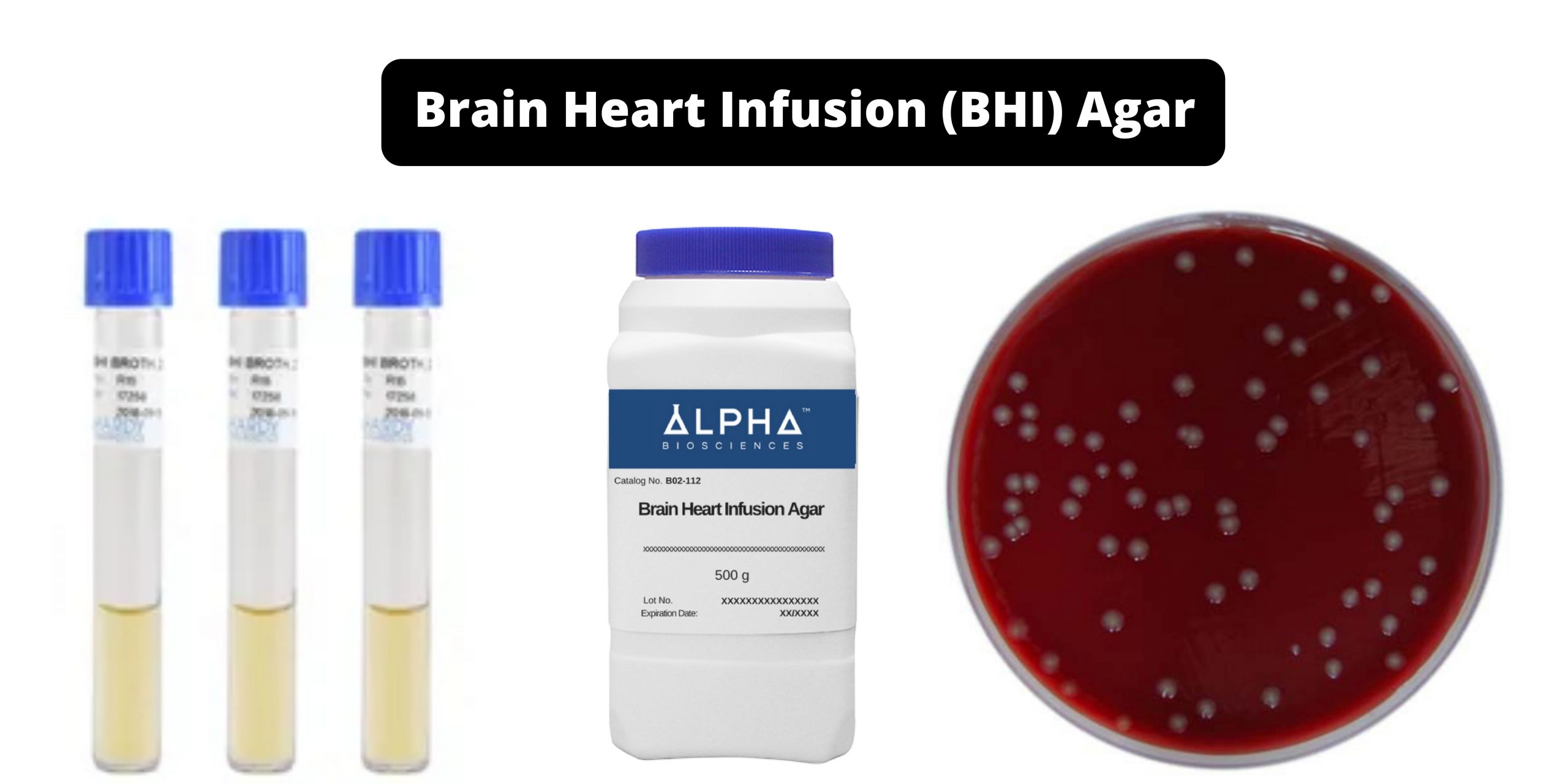 Brain Heart Infusion (BHI) Agar- Composition, Principle, Preparation, Results, Uses