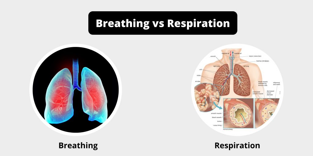 Difference Between Breathing and Respiration - Breathing vs Respiration