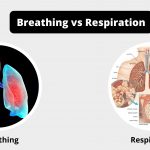 Difference Between Breathing and Respiration - Breathing vs Respiration