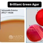 Brilliant Green Agar Composition, Principle, Preparation, Results, Uses