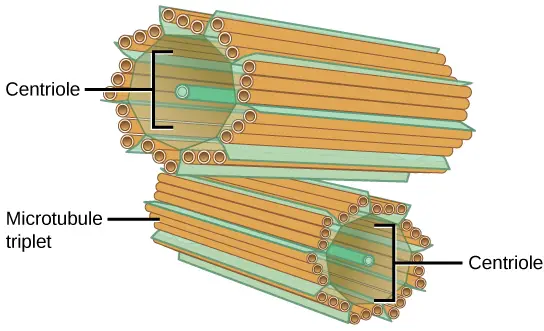 Structure of Centrioles 