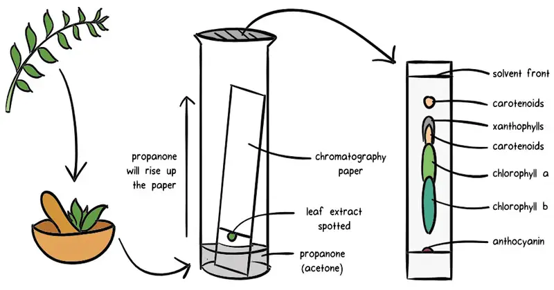 Principle of Chromatography (how does chromatography work)
