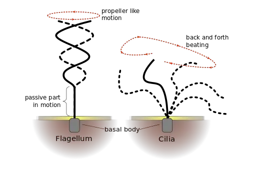 Structure of Cilia and flagella