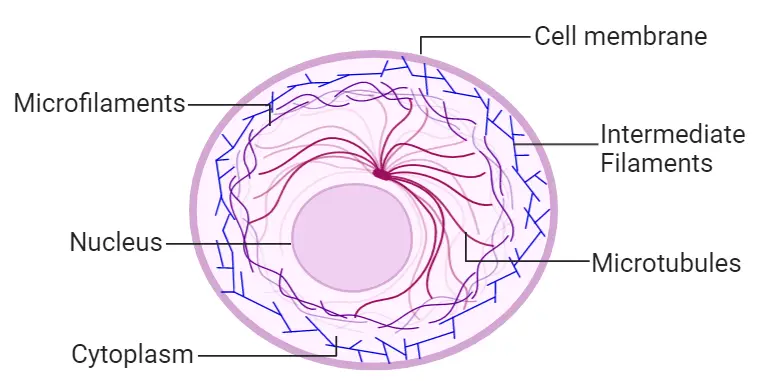 Structure of Cytoskeleton