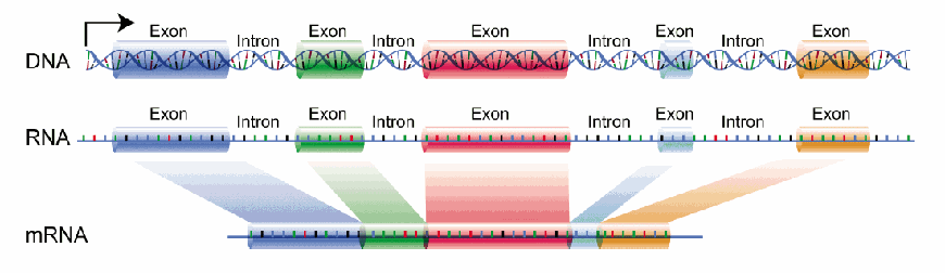 Introns vs Exons
