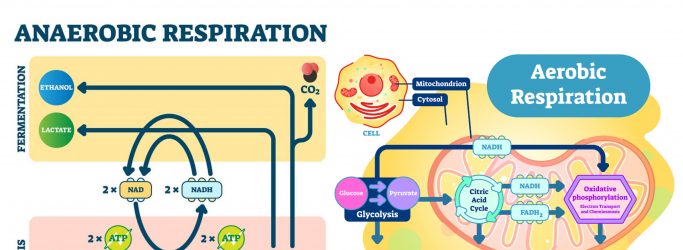 Difference between Aerobic and Anaerobic Respiration - Aerobic vs Anaerobic Respiration