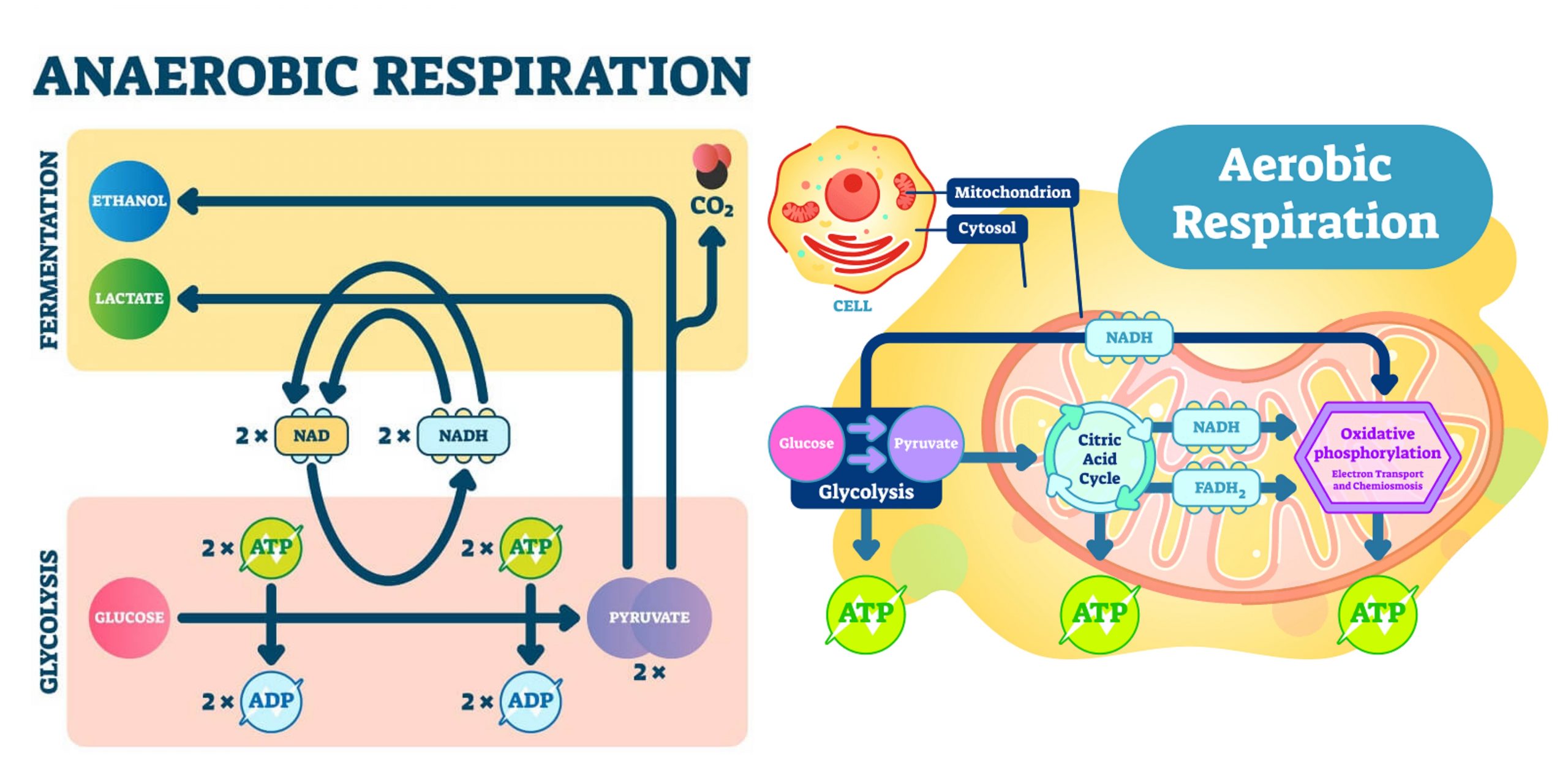 total atp produced in aerobic respiration