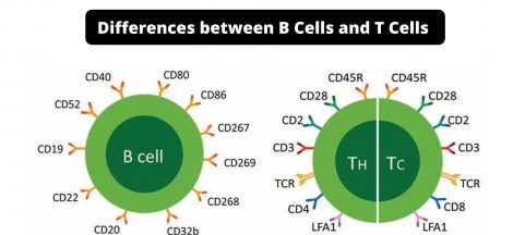 Differences between B Cells and T Cells - B Cells vs T Cells