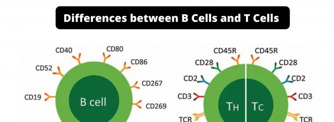 Differences between B Cells and T Cells - B Cells vs T Cells