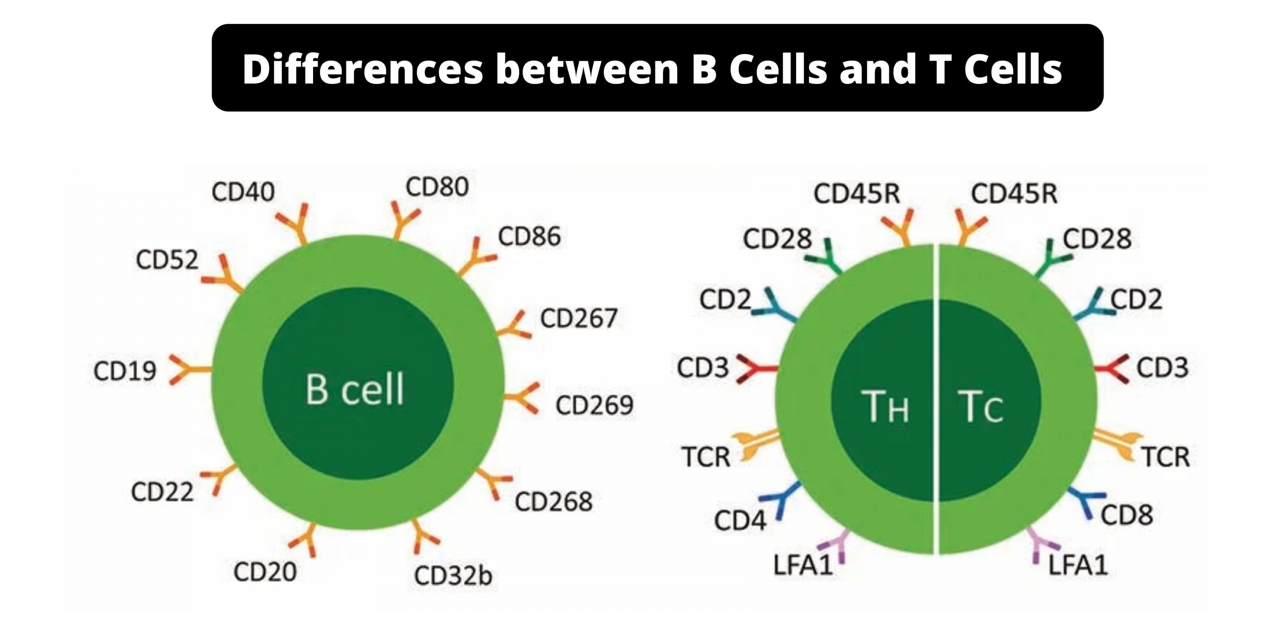 compare and contrast b and t cells
