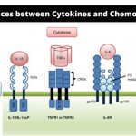 Differences between Cytokines and Chemokines