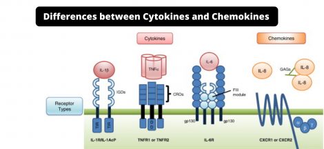 Differences between Cytokines and Chemokines