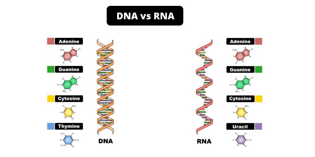 Differences between DNA and RNA - DNA vs RNA