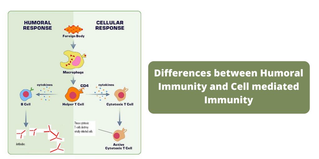 Differences between Humoral Immunity and Cell mediated Immunity