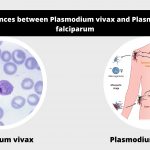 Differences between Plasmodium vivax and Plasmodium falciparum