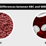 Differences between RBC and WBC - RBC vs WBC