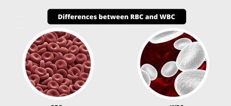 Differences between RBC and WBC - RBC vs WBC