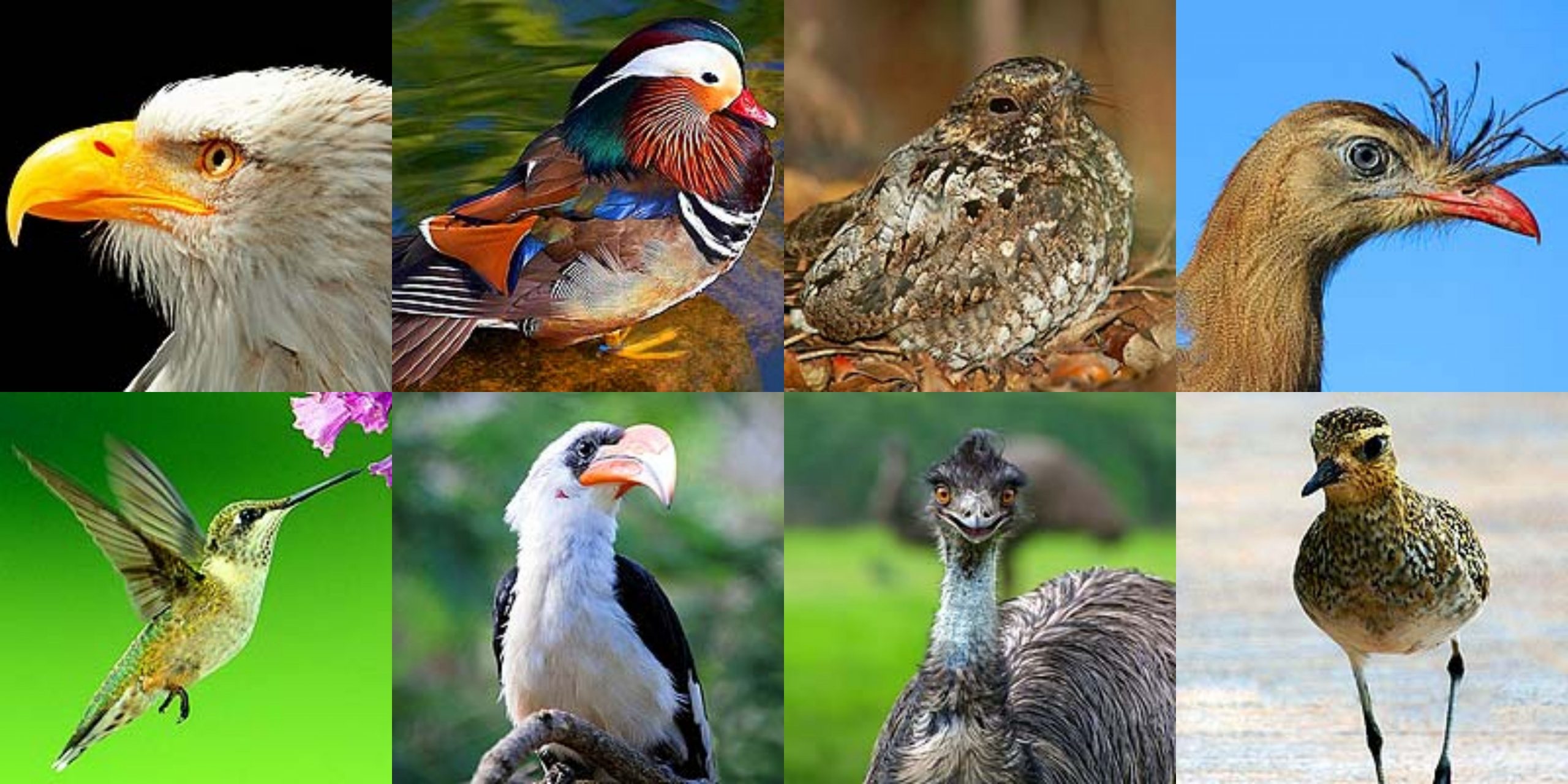 Different Types of Birds