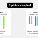 Difference Between Diploid and Haploid - Diploid vs Haploid