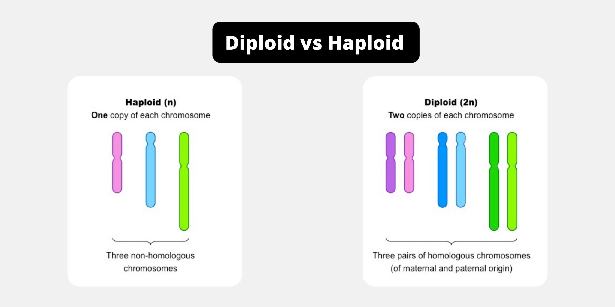 Difference Between Diploid And Haploid Diploid Vs Haploid
