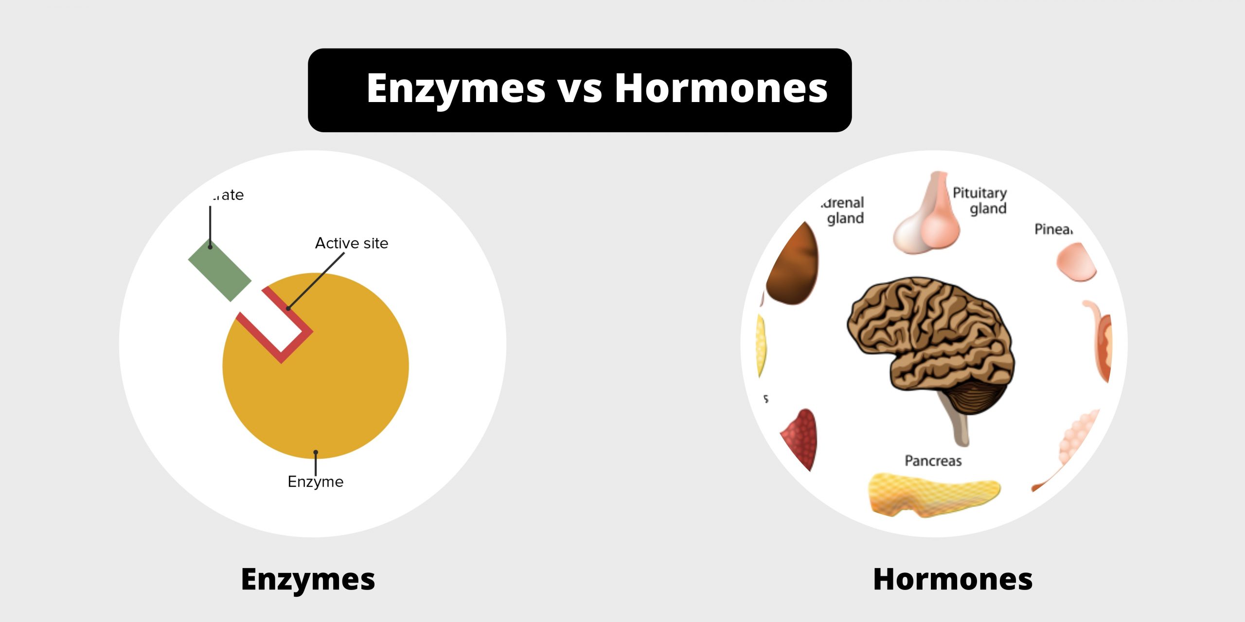 Difference between enzymes and hormones - enzymes vs hormones