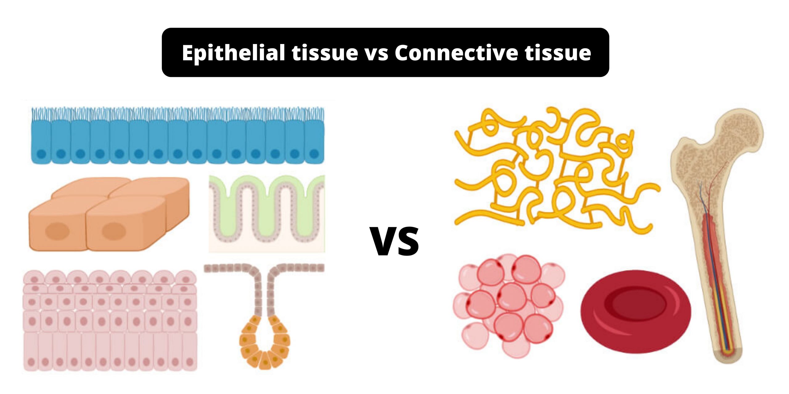 Difference between Epithelial tissue and Connective tissue - Epithelial tissue vs Connective tissue
