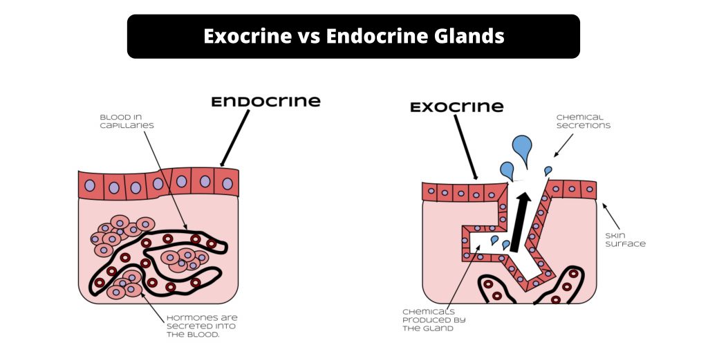 Difference between Exocrine and Endocrine Glands - Exocrine vs Endocrine Glands
