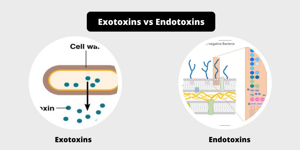 Difference between exotoxins and endotoxins - exotoxins vs endotoxins