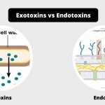 Difference between exotoxins and endotoxins - exotoxins vs endotoxins