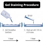 Gel Staining Procedure for PAGE