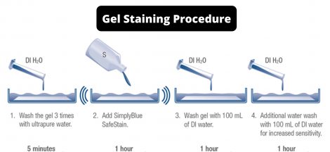 Gel Staining Procedure for PAGE