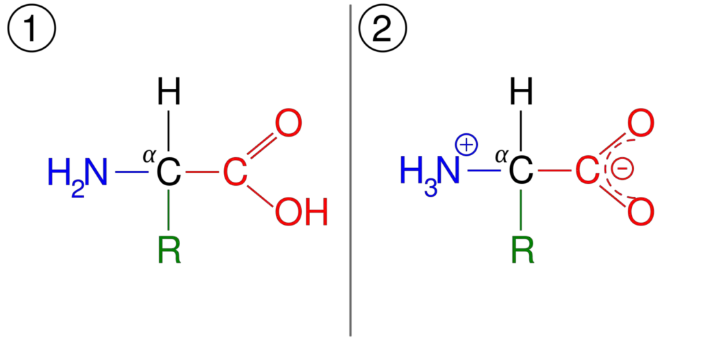  (1) General structure of amino acid, and (2) its zwitterionic form.