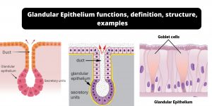 Glandular Epithelium functions, definition, structure, examples