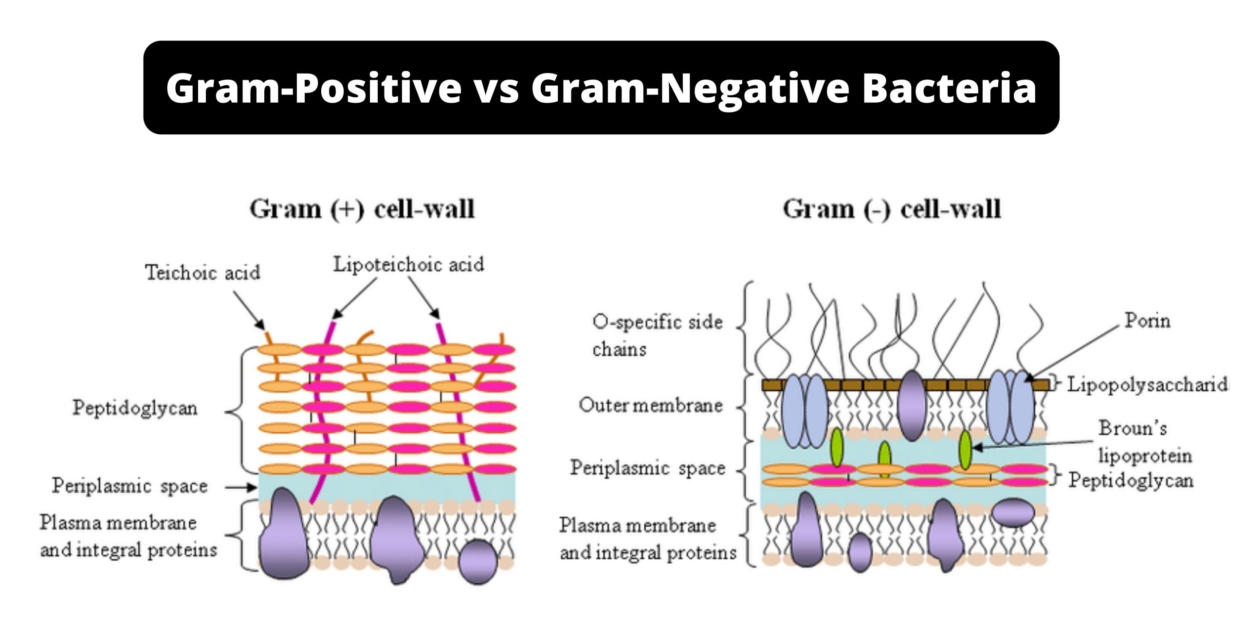 gram positive vs gram negative