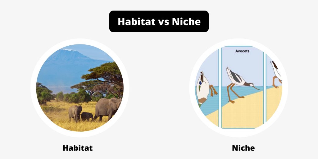 Difference Between Habitat and Niche - Habitat vs Niche