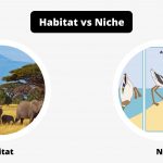 Difference Between Habitat and Niche - Habitat vs Niche