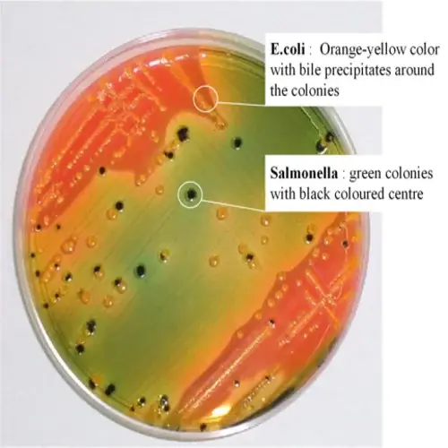 Salmonella and E.coli on Hektoen Enteric agar

