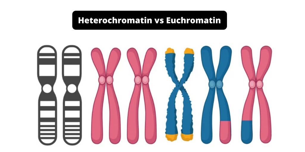 Difference between Heterochromatin and Euchromatin - Heterochromatin vs Euchromatin