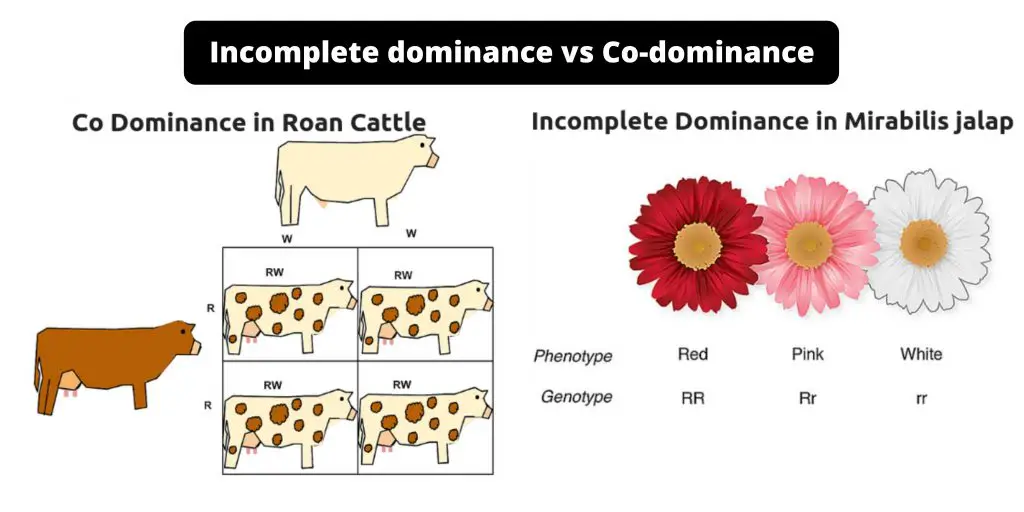Difference between Incomplete dominance and Co-dominance - Incomplete dominance vs Co-dominance
