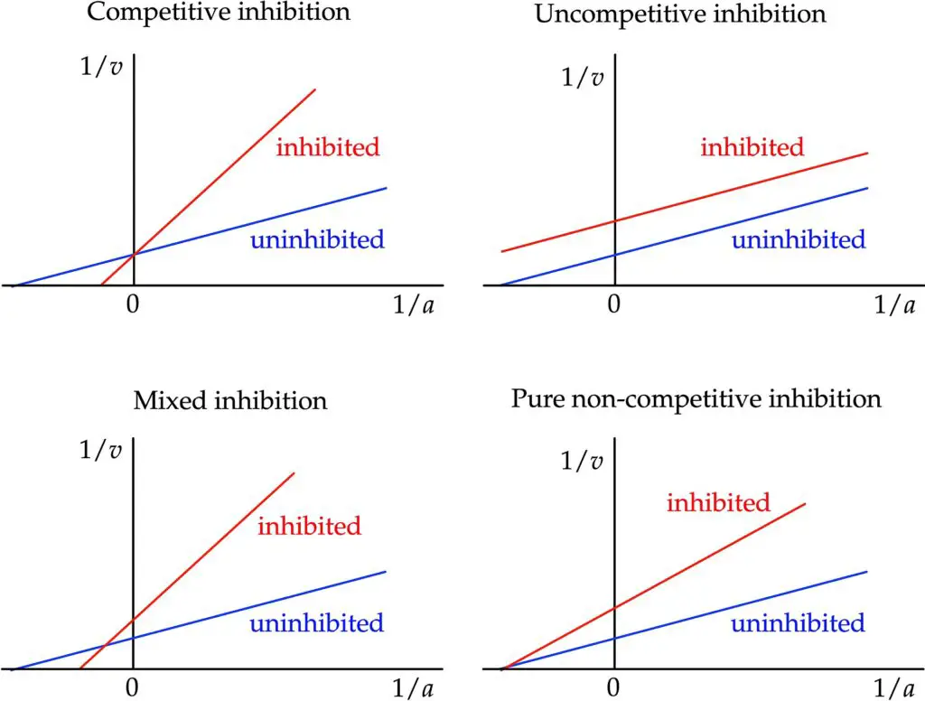 Effects of different types of inhibition on the double-reciprocal plot
