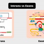 Difference Between Introns and Exons - Introns vs Exons
