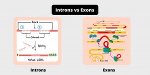 Difference Between Introns and Exons - Introns vs Exons